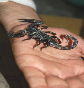 Deadly Scorpion don’t bite in the vicinity of the grave Deadly Scorpion don’t bite in the vicinity of the grave