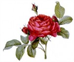 The Rose