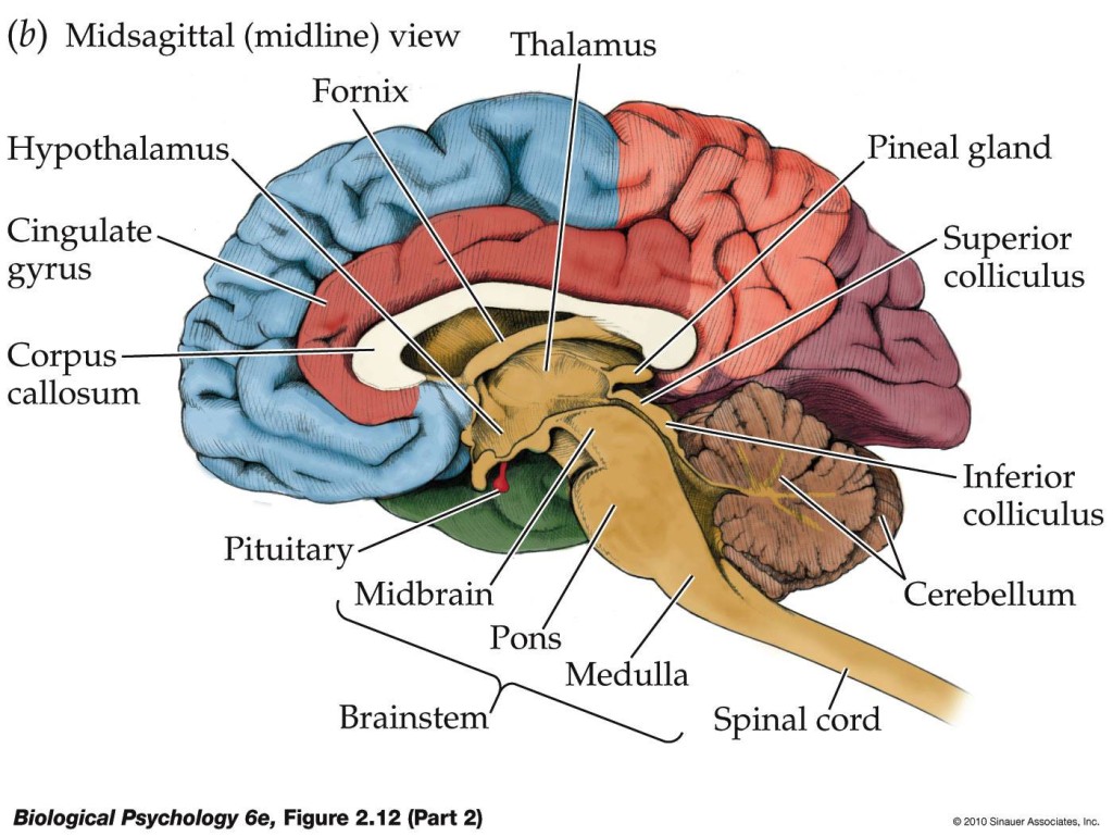 Midline view of the brain